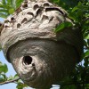 Nevernest Pest Control