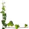 New Image Lawn Care