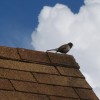 Earl Deal Roofing