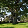 Economy Tree Care