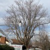 Wild Bills Tree Service