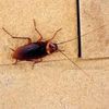 Harns Pro-Tech Pest Management