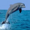 Dolphin Backflow