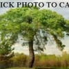 Concord Tree Services