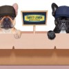Sweet Lemon Moving Services