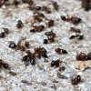 Environmental Pest Control