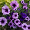 The Yardworks Landscaping