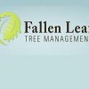 Fallen Leaf Tree Management