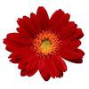 Flowers & More Landscaping