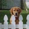 Alcovy Fence