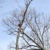Unlimbited Tree Service