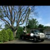 Watson Treeworks