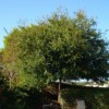Reno Tree Services