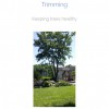 White's Tree Services