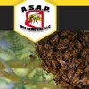 A SAP Bee Removal