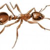 Integrity Pest Management