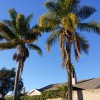 SB Tree Care