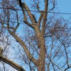 Axemen Tree Service