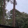 WM Tree Service