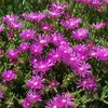Garden Scentsations