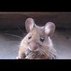 Stephanies Pest Control