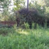 Southeast Texas Trees