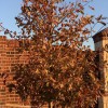 Arborist USA