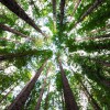 AAA Emergency Tree Service