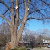 Woodland Tree Service