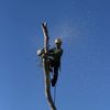 Felix Tree Service