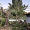 Sherwood's Tree Service