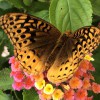 Laurel Gardens