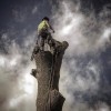 Trees By Jake
