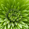 Bethesda Garden Design