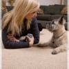 Carpet Cleaners Spring