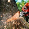 Elite Tree Service