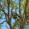 Lincoln Tree Service