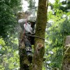 Strecker Tree Service