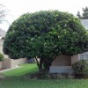 Hayes Tree Service
