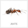 First Choice Pest