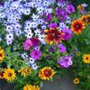 Greenspace Landscaping