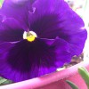 Nebraska Nursery & Color Gardens