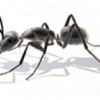 Elevate Pest Control