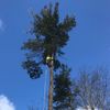 D & L Tree Services