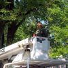 Cole Tree Service