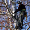 Dennis's Tree Service