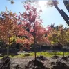 Martin's Garden Center