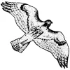Red Hawk Studio