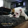 Golden Touch Carpet Dry Cleaning