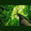 Tree Scapes